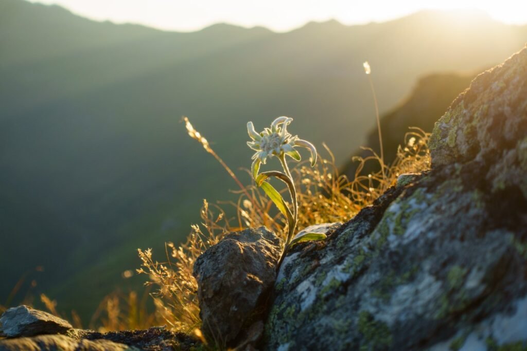 Edelweiss flower on top of a mountain