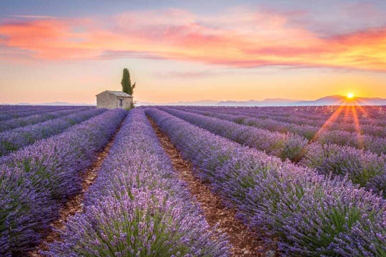 Provence, Valensole Plateau, France, Europe. Lonely farmhouse and cypress tree in a Lavender field in bloom, sunrise with sunburst.